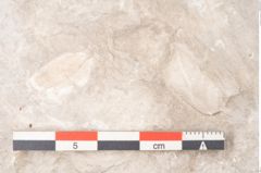 Foto (Detailansicht) von Trigonocarpus sp.  (NHMW-GEO-2024-0188-11150)
